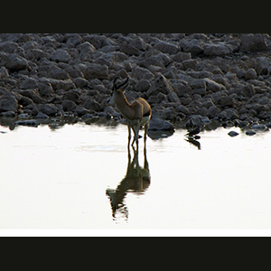 Etosha - Springbok