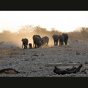 Etosha - Elefanti