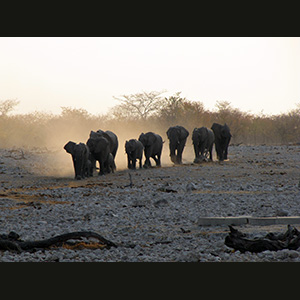 Etosha - Elefanti