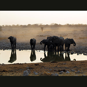 Etosha - Elefanti