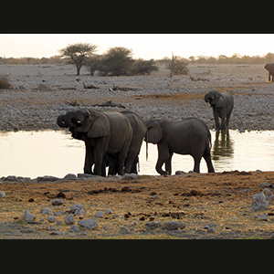 Etosha - Elefanti