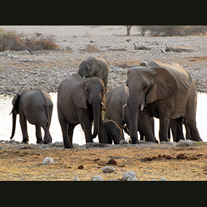 Etosha -Elephants