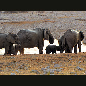 Etosha - Elefanti