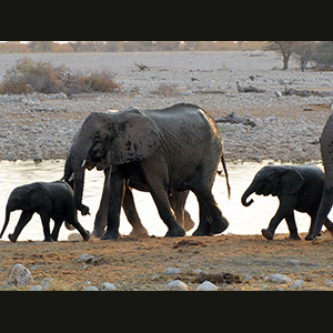 Etosha - Elefanti