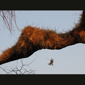 Etosha - Nido