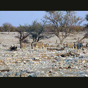 Etosha - Zebre