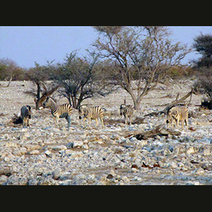 Etosha - Zebre