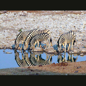 Etosha - Zebre