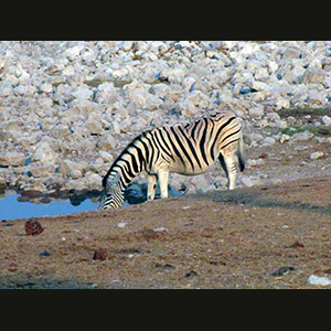 Etosha - Zebre