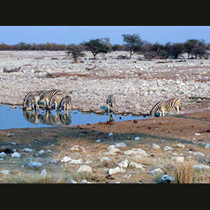 Etosha - Zebre