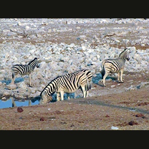 Etosha - Zebra