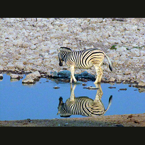 Etosha - Zebra
