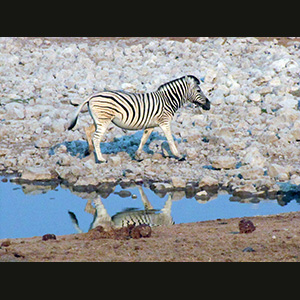 Etosha - Zebra