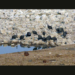 Etosha - Faraona