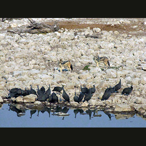 Etosha - Faraona