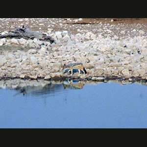 Etosha - Sciacallo