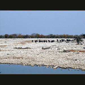 Etosha - Gnu