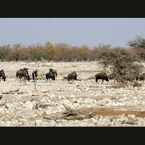 Etosha - Wildebeest