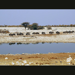 Etosha - Gnu