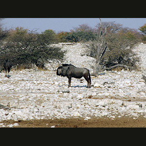 Etosha - Gnu