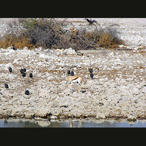 Etosha - Springbok e faraone