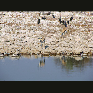 Etosha - Springbok e faraone