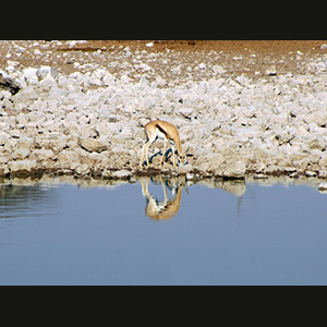 Etosha - Springbok