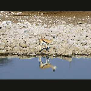 Etosha - Springbok