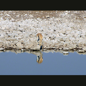 Etosha - Springbok