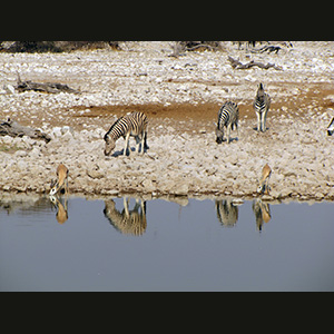 Etosha - Springbok e zebre