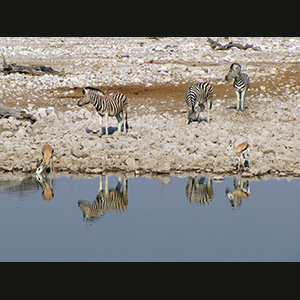 Etosha - Springbok e zebre