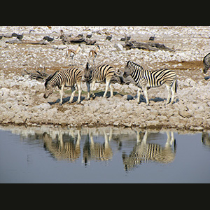 Etosha - Springbok and zebras