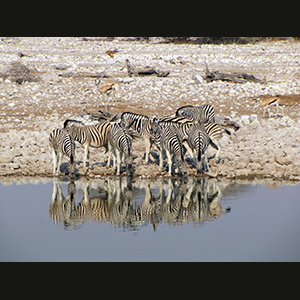 Etosha - Springbok and zebras