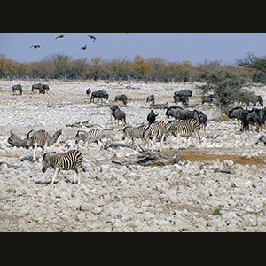 Etosha - Gnu e zebre