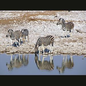 Etosha - Zebre