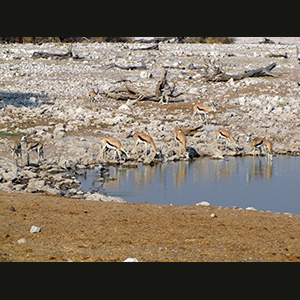 Etosha - Springboks