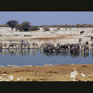 Etosha - Zebre e gnu