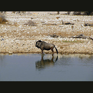 Etosha - Gnu