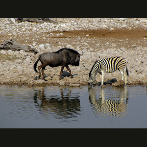 Etosha - Gnu e zebra