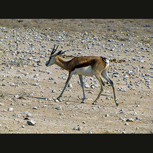 Etosha - Springbok