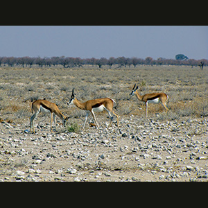 Etosha - Springboks