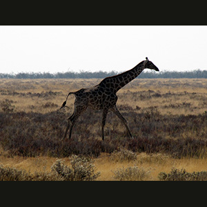 Etosha - Giraffa