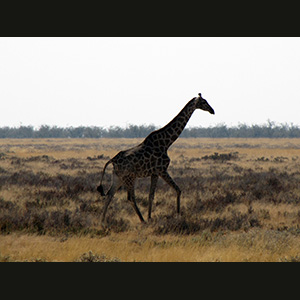 Etosha - Giraffa