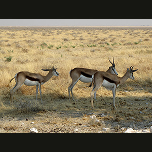 Etosha - Springbok