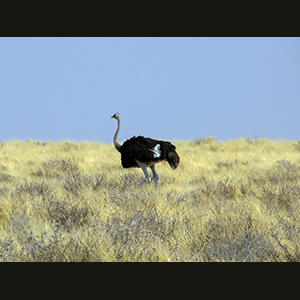 Etosha - Struzzo