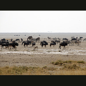 Etosha