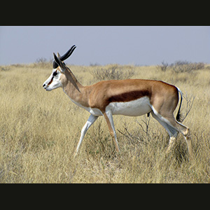 Etosha - Springbok