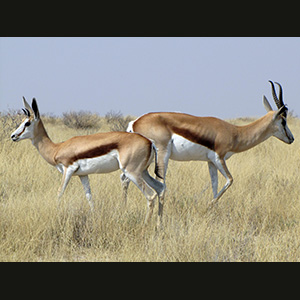 Etosha - Springboks