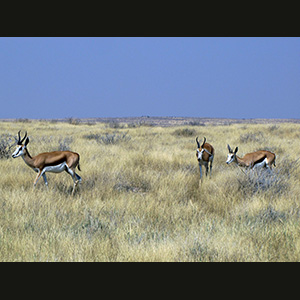 Etosha - Springboks