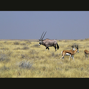 Etosha - Springboks and oryx